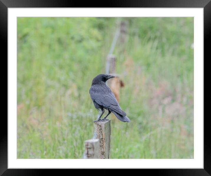 Crow perched on a fence  Framed Mounted Print by Dorringtons Adventures