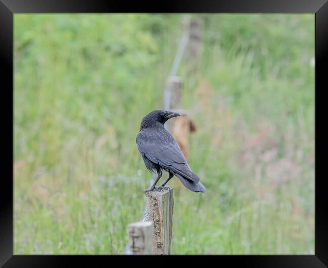 Crow perched on a fence  Framed Print by Dorringtons Adventures