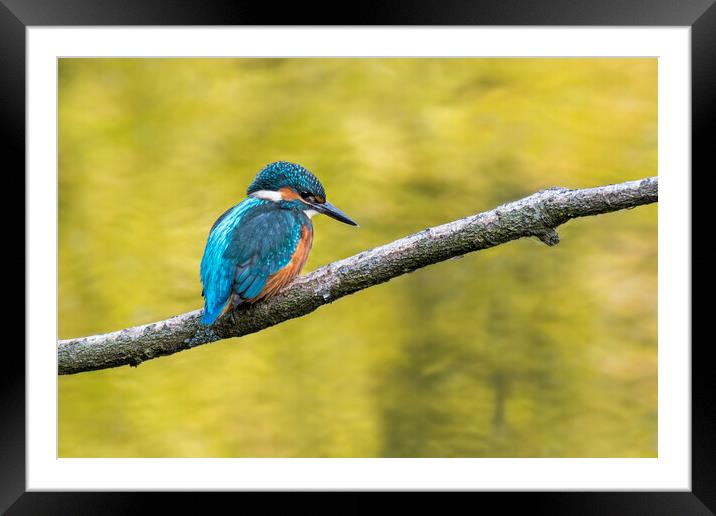 Juvenile Kingfisher Framed Mounted Print by Arterra 