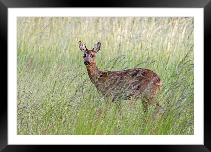 Roe Deer in Tall Gras Framed Mounted Print by Arterra 
