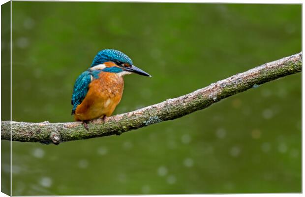 Young Kingfisher Canvas Print by Arterra 