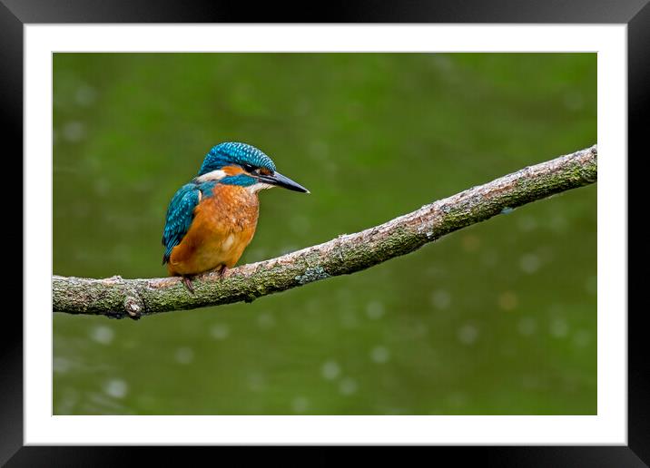 Young Kingfisher Framed Mounted Print by Arterra 