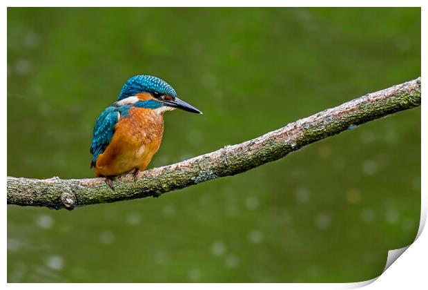 Young Kingfisher Print by Arterra 