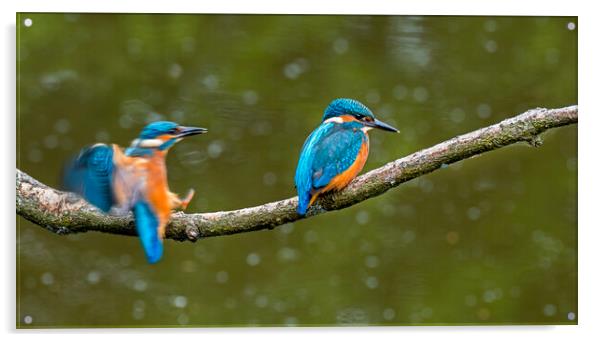 Two Young Kingfishers Acrylic by Arterra 