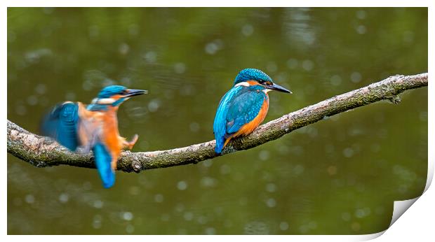 Two Young Kingfishers Print by Arterra 
