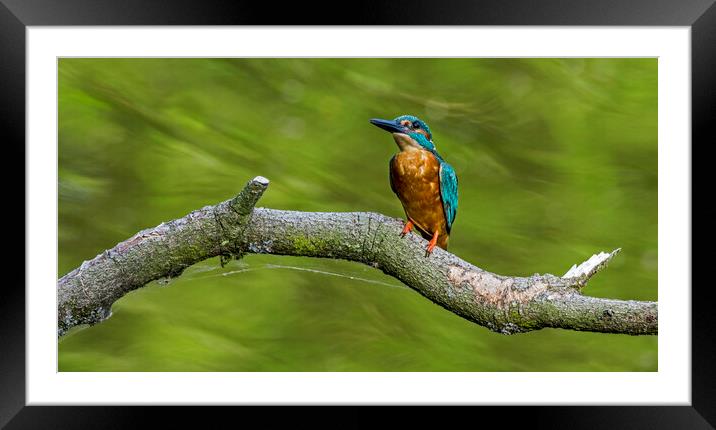 Kingfisher Male Framed Mounted Print by Arterra 