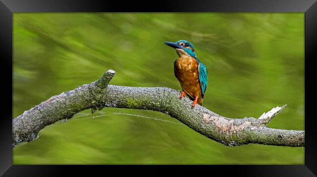 Kingfisher Male Framed Print by Arterra 