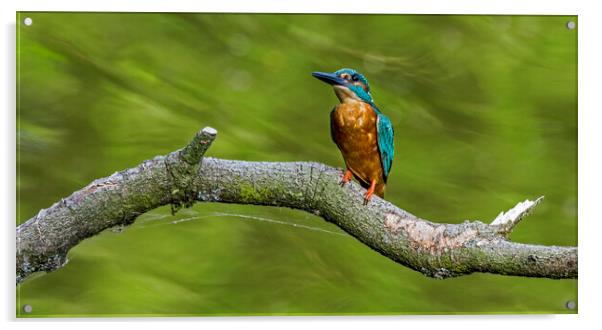 Kingfisher Male Acrylic by Arterra 