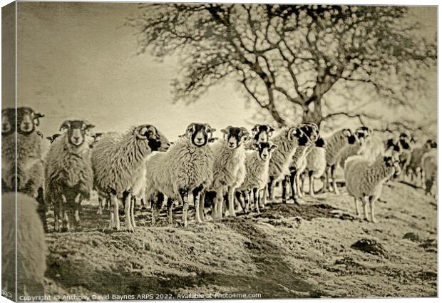 A flock of sheep standing on moorland., Goathland, North Yorkshire. Vintage Plate Camera style. Canvas Print by Anthony David Baynes ARPS