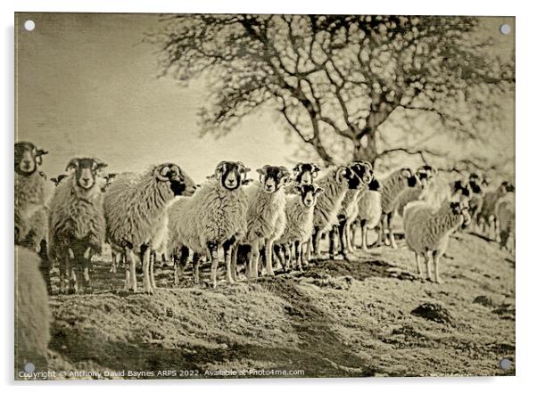 A flock of sheep standing on moorland., Goathland, North Yorkshire. Vintage Plate Camera style. Acrylic by Anthony David Baynes ARPS