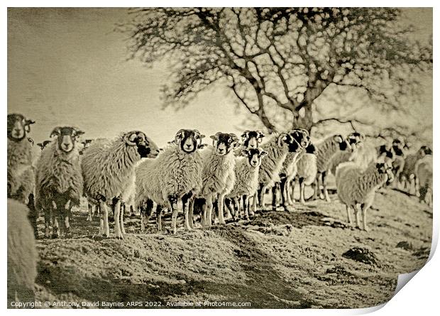 A flock of sheep standing on moorland., Goathland, North Yorkshire. Vintage Plate Camera style. Print by Anthony David Baynes ARPS