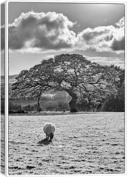 A Swaledale sheep grazing on a farm at Goathland in black and white. Canvas Print by Anthony David Baynes ARPS