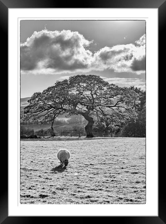 A Swaledale sheep grazing on a farm at Goathland in black and white. Framed Mounted Print by Anthony David Baynes ARPS