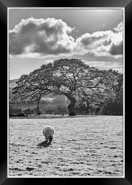 A Swaledale sheep grazing on a farm at Goathland in black and white. Framed Print by Anthony David Baynes ARPS