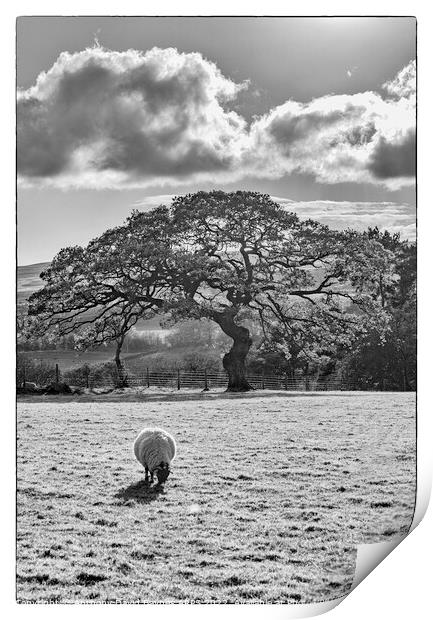 A Swaledale sheep grazing on a farm at Goathland in black and white. Print by Anthony David Baynes ARPS