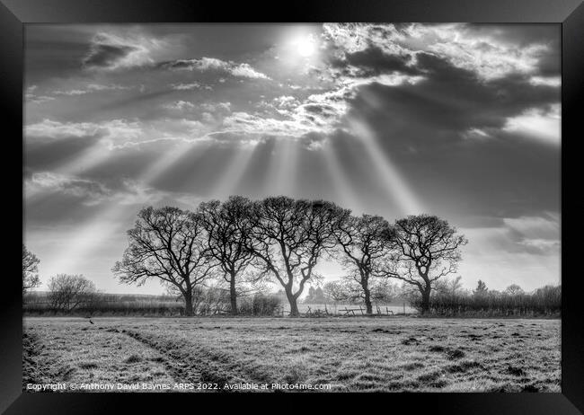 Sunbeams through mist at Goathland, North York Moors in black and white. Framed Print by Anthony David Baynes ARPS