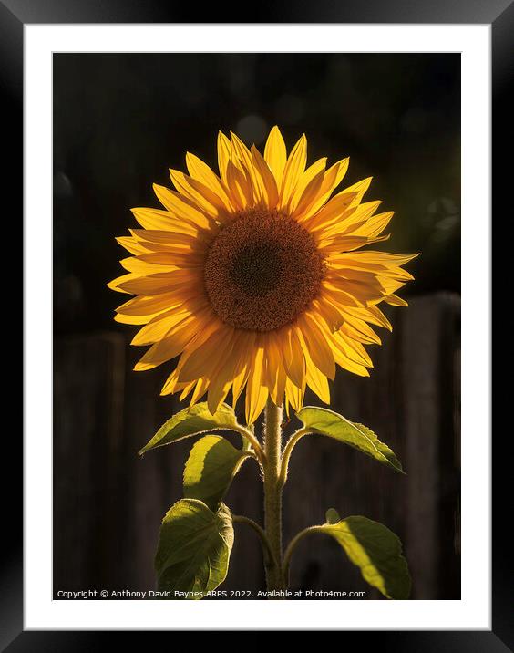 Sunflower, backlit looking as it could be the sun itself. Framed Mounted Print by Anthony David Baynes ARPS