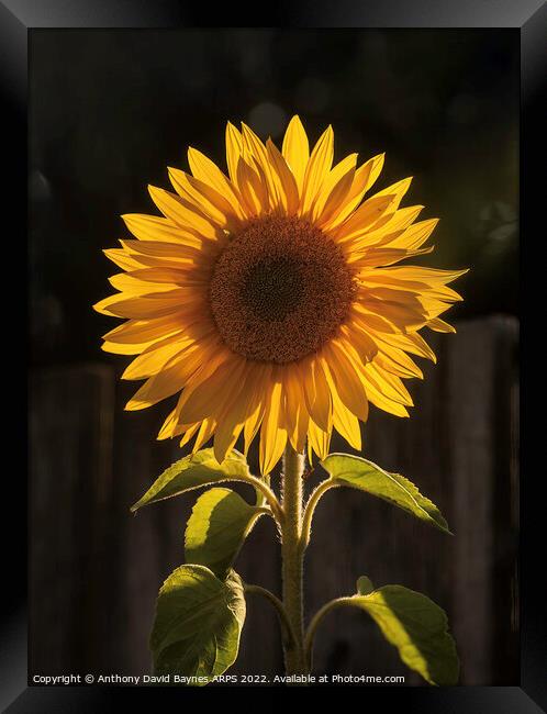 Sunflower, backlit looking as it could be the sun itself. Framed Print by Anthony David Baynes ARPS