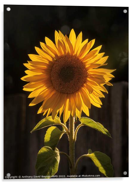 Sunflower, backlit looking as it could be the sun itself. Acrylic by Anthony David Baynes ARPS