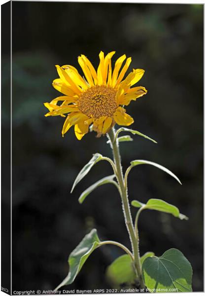 Sunflower, backlit Canvas Print by Anthony David Baynes ARPS