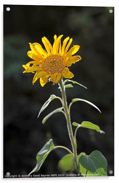 Sunflower, backlit Acrylic by Anthony David Baynes ARPS
