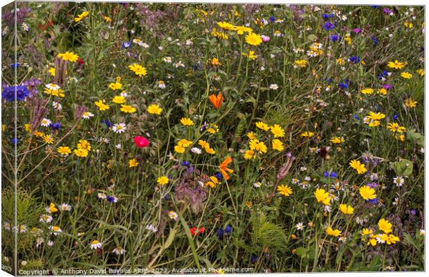 Wild Flowers in Yorkshire, meadow. Canvas Print by Anthony David Baynes ARPS