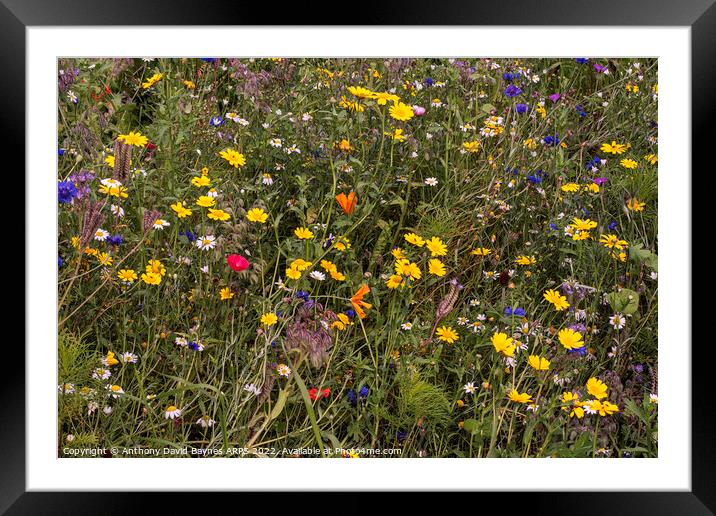Wild Flowers in Yorkshire, meadow. Framed Mounted Print by Anthony David Baynes ARPS