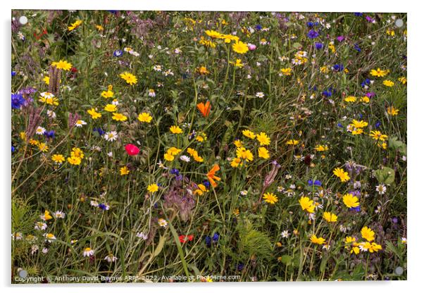 Wild Flowers in Yorkshire, meadow. Acrylic by Anthony David Baynes ARPS