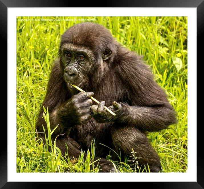 Silverback Gorilla Youngster Framed Mounted Print by Julie Ormiston