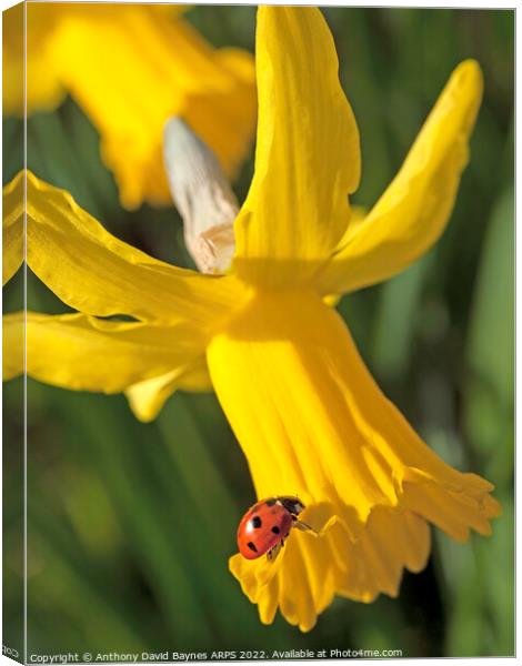 Seven spotted ladybird on yellow narccissus. Canvas Print by Anthony David Baynes ARPS