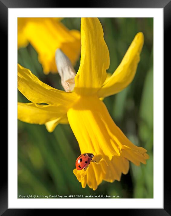 Seven spotted ladybird on yellow narccissus. Framed Mounted Print by Anthony David Baynes ARPS