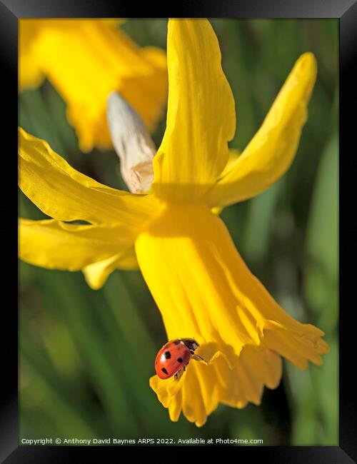 Seven spotted ladybird on yellow narccissus. Framed Print by Anthony David Baynes ARPS