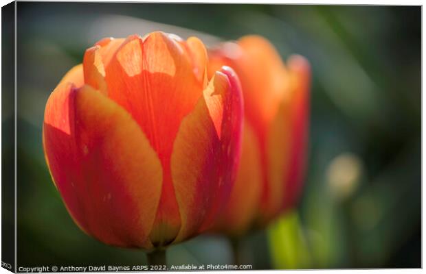 close up of orange tulips Canvas Print by Anthony David Baynes ARPS