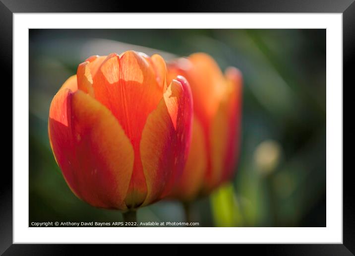 close up of orange tulips Framed Mounted Print by Anthony David Baynes ARPS