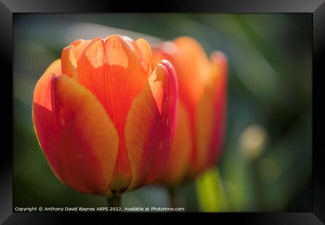 close up of orange tulips Framed Print by Anthony David Baynes ARPS