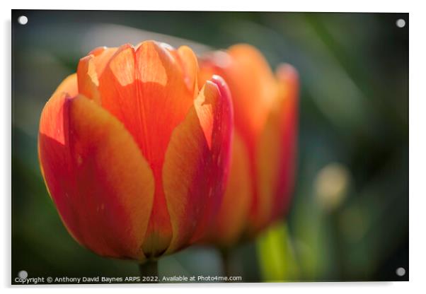 close up of orange tulips Acrylic by Anthony David Baynes ARPS