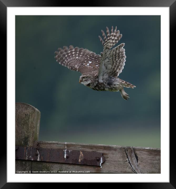 Others Little Owl In Flight Framed Mounted Print by Gavin Duxbury