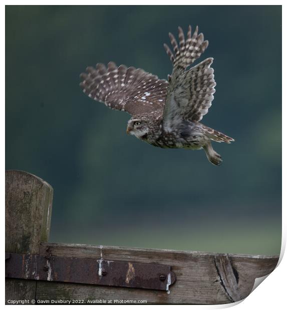 Others Little Owl In Flight Print by Gavin Duxbury
