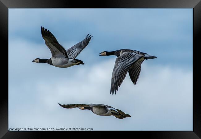 3 Barnacle geese in perfect flight formation Framed Print by Tim Clapham