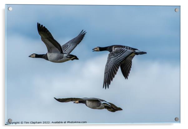 3 Barnacle geese in perfect flight formation Acrylic by Tim Clapham