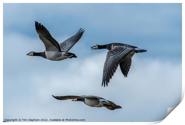 3 Barnacle geese in perfect flight formation Print by Tim Clapham