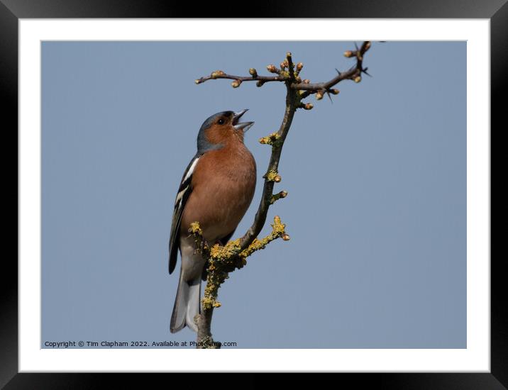 Chaffinch singing against a perfect blue sky Framed Mounted Print by Tim Clapham