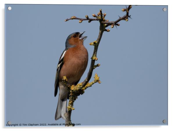 Chaffinch singing against a perfect blue sky Acrylic by Tim Clapham