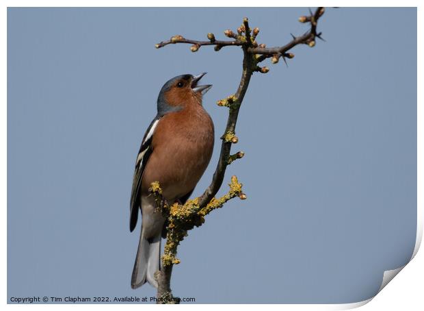 Chaffinch singing against a perfect blue sky Print by Tim Clapham