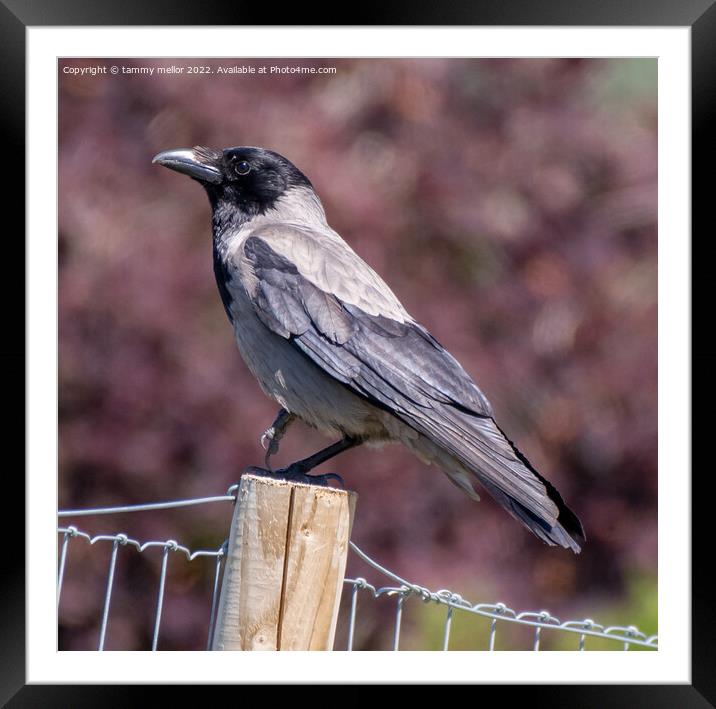 Majestic Hooded Crow Framed Mounted Print by tammy mellor