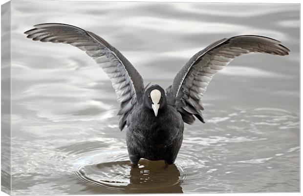 Coot with open wings Canvas Print by Grant Glendinning