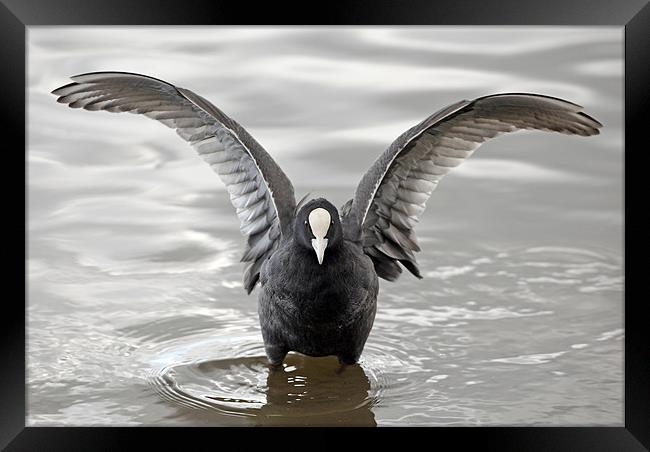 Coot with open wings Framed Print by Grant Glendinning
