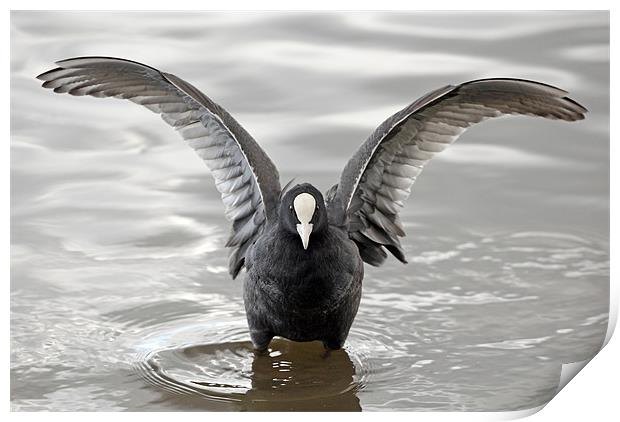 Coot with open wings Print by Grant Glendinning