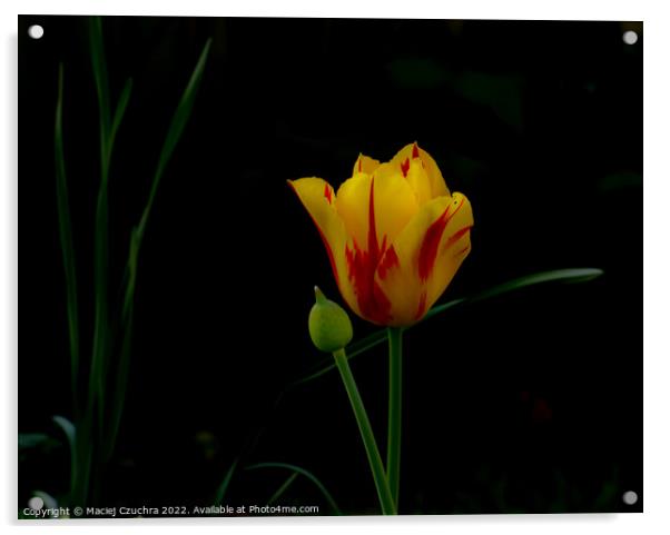 Tulip Acrylic by Maciej Czuchra