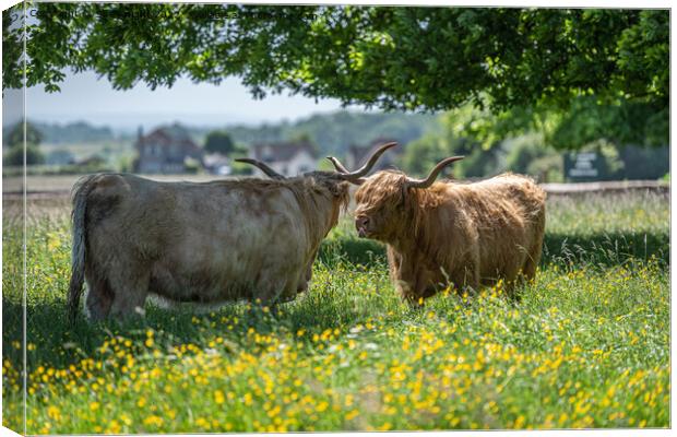 Highland cows shading under a tree Canvas Print by Sue Knight